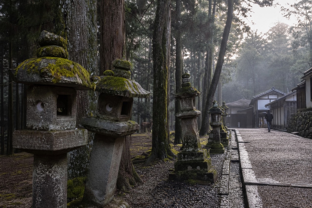 Stone lanterns lining a wooded path toward Nara Park at first light