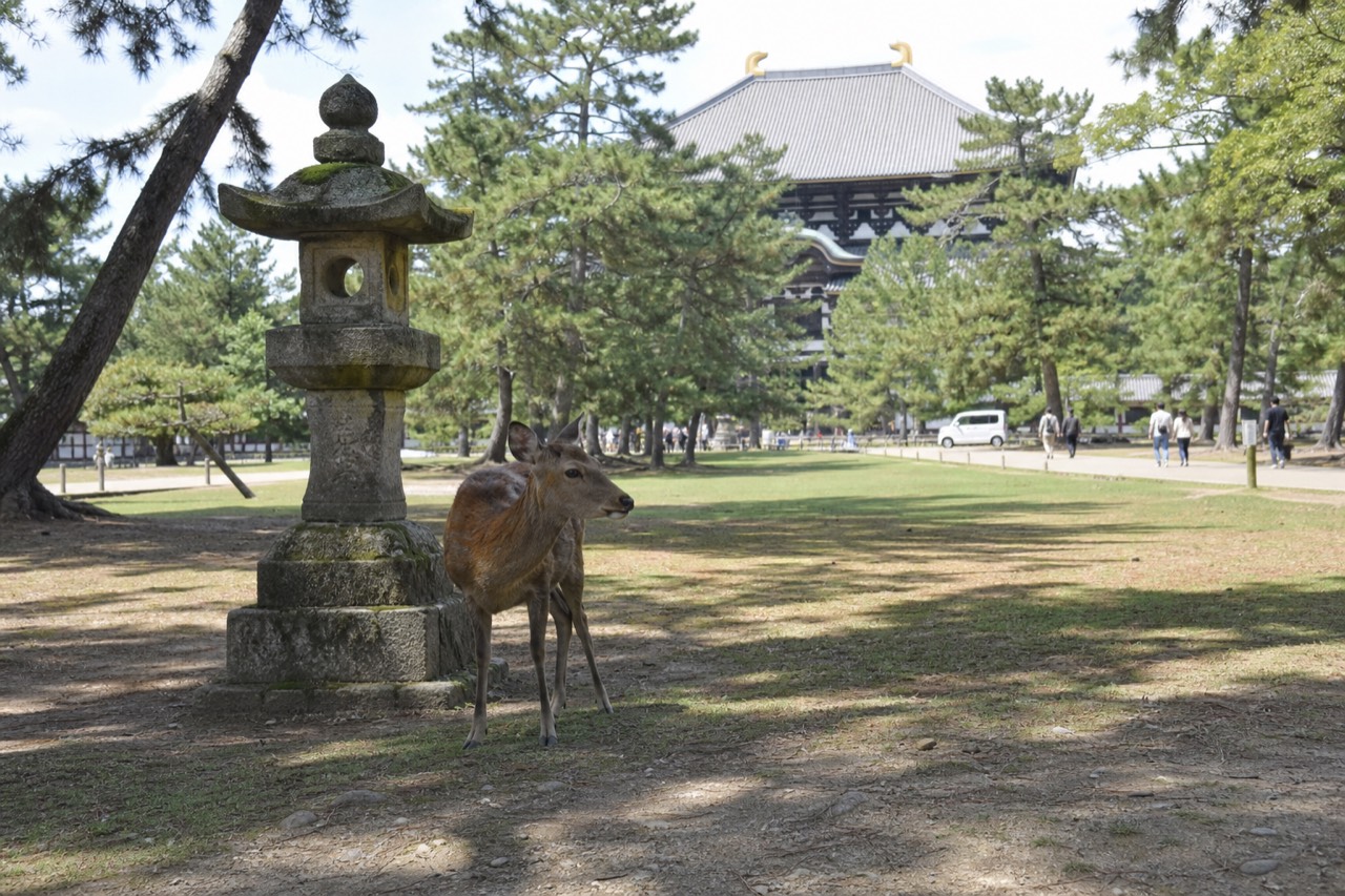 A stone lantern and a deer in Nara Park with Todai-ji's roof visible in the distance