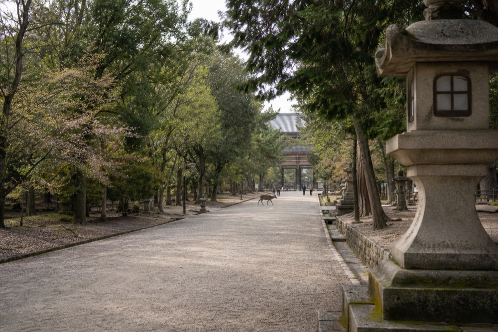 A wide gravel path through Nara Park lined with trees and stone lanterns