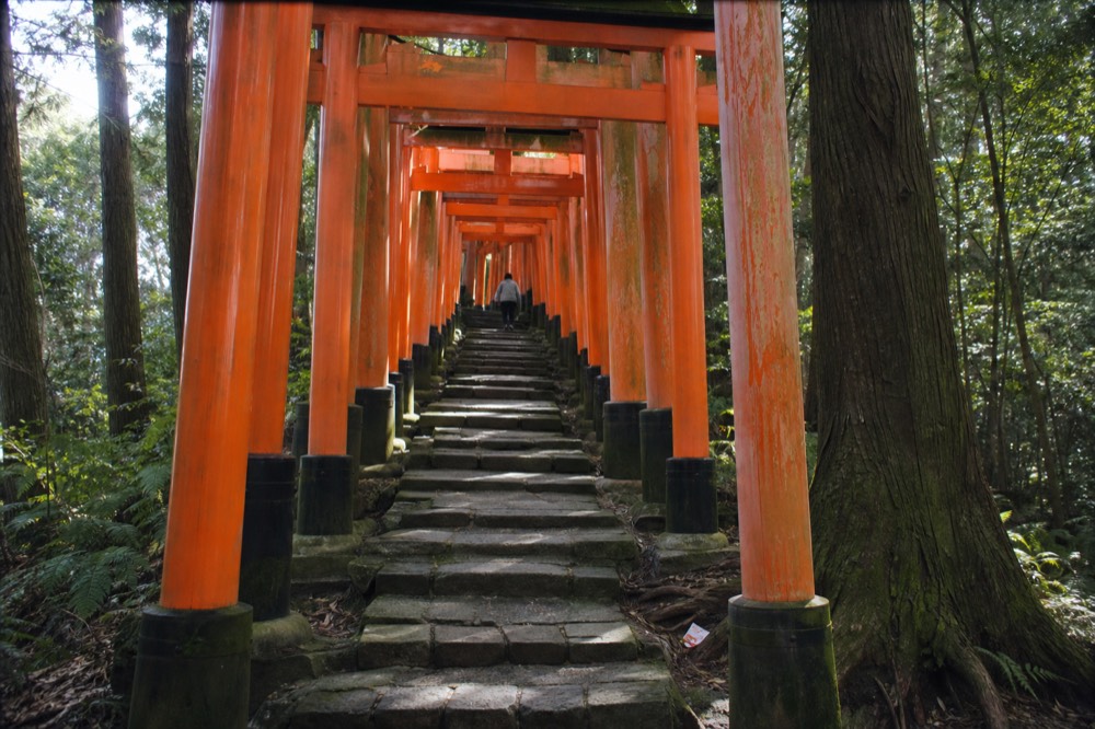 A narrow stone stairway lined with closely spaced orange torii gates disappearing into cedar forest