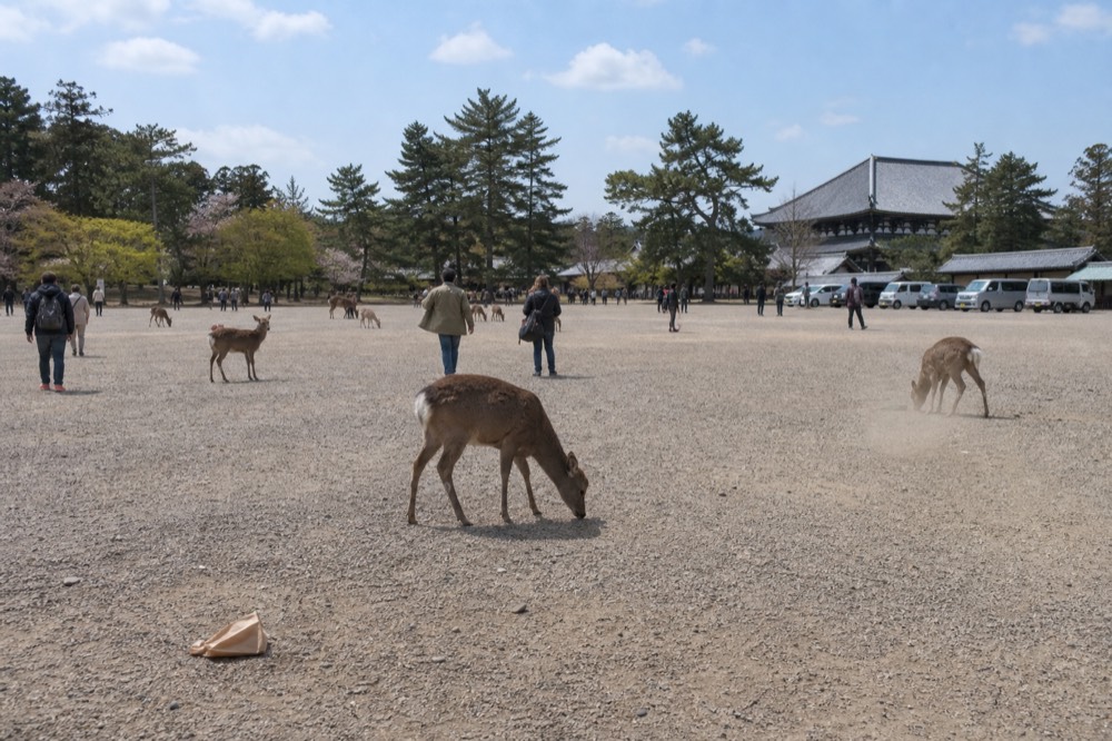 A wide gravel clearing with free-roaming deer and visitors at a distance