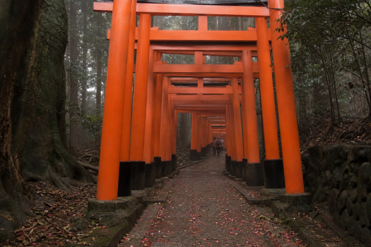 A dense tunnel of vermilion torii gates rising through woods on a mountain path