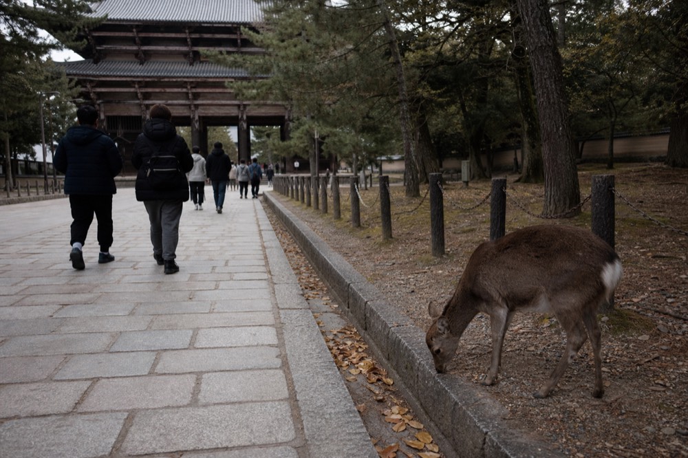 The stone approach to Todai-ji with a wooden gate and visitors walking toward it