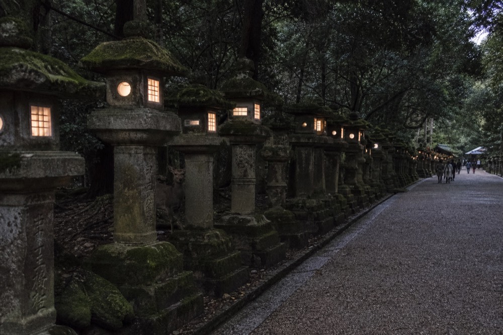 Stone lanterns lining a wooded path near a Nara shrine