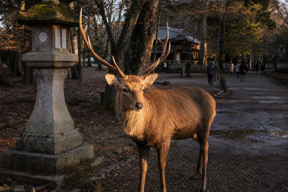 A stag standing alert beside a stone lantern in Nara Park woodland