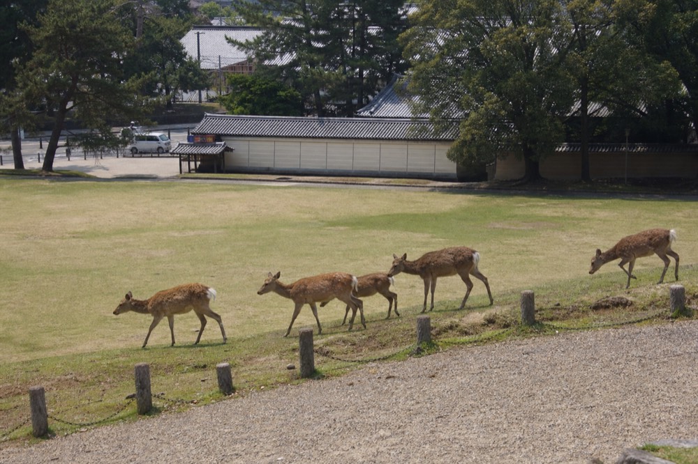 A group of deer walking together across an open grassy area of Nara Park