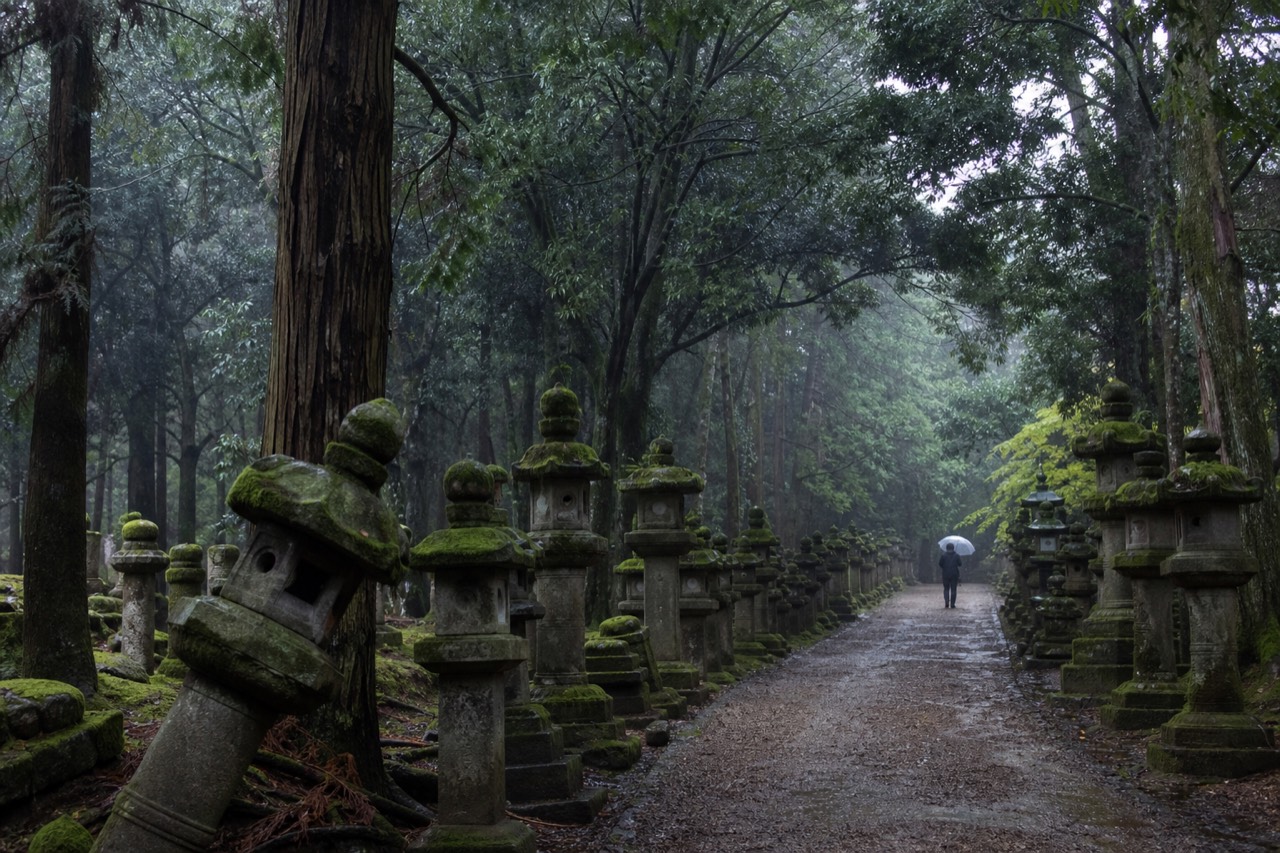 Stone lanterns lining a wooded shrine path in Nara