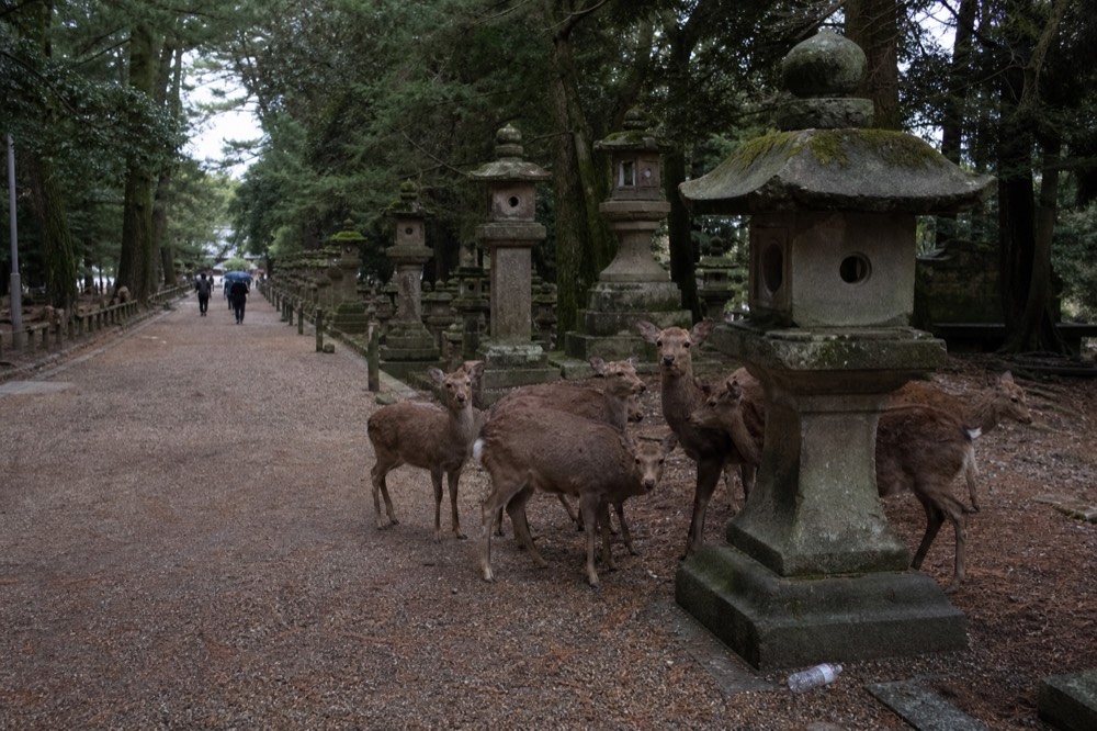 Deer standing together on a gravel path beside lanterns in Nara Park