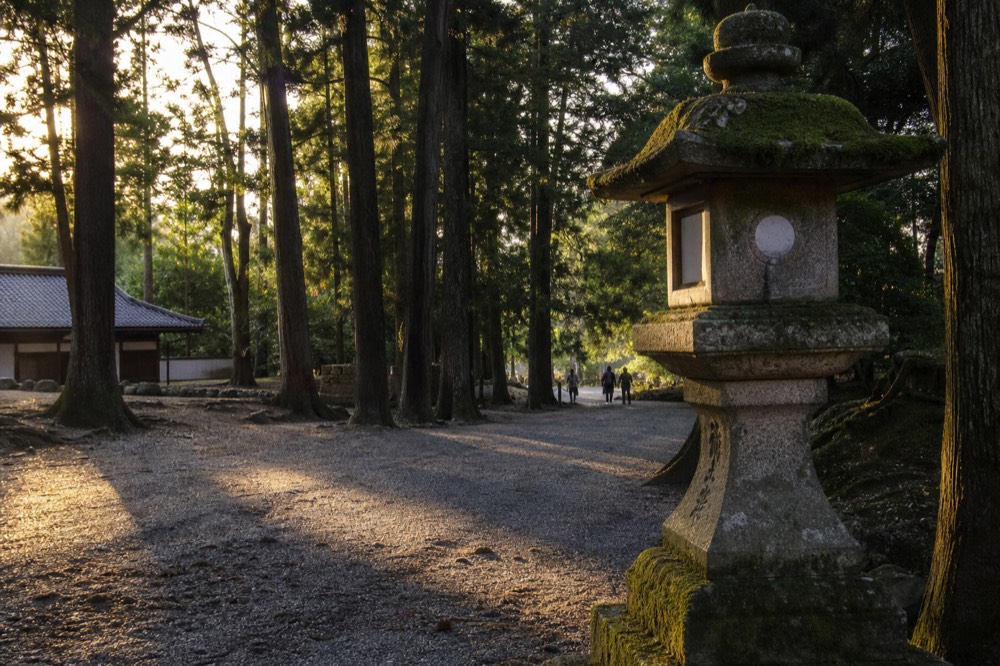 A stone lantern and trees along the wooded approach to Kasuga Taisha in Nara