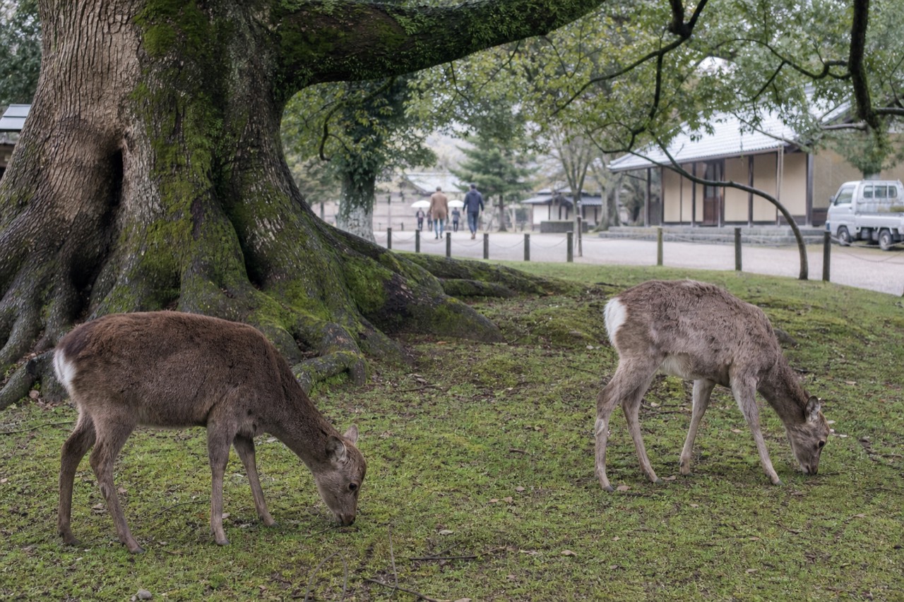 Deer grazing on grass beneath trees in Nara Park