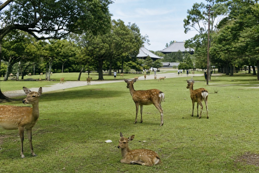 Free-roaming deer standing on the open grass of Nara Park under scattered trees