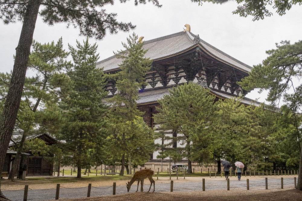 Wooden columns and tiled roof of the Great Buddha Hall rising above trees