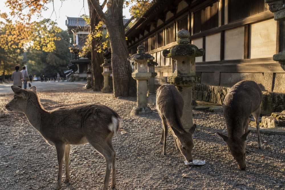 Deer standing on a gravel clearing beside stone lanterns near a temple wall