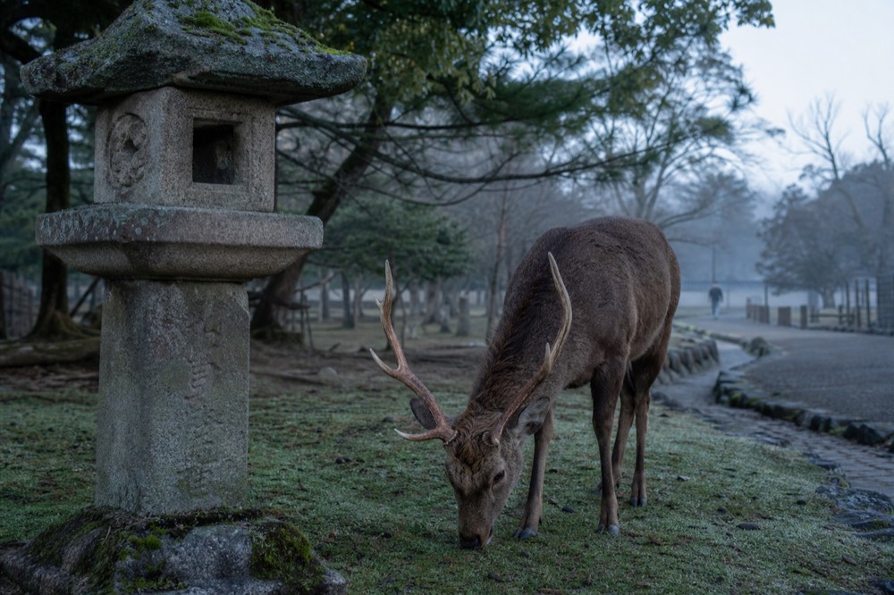 Deer grazing on grass beside a stone lantern in Nara Park