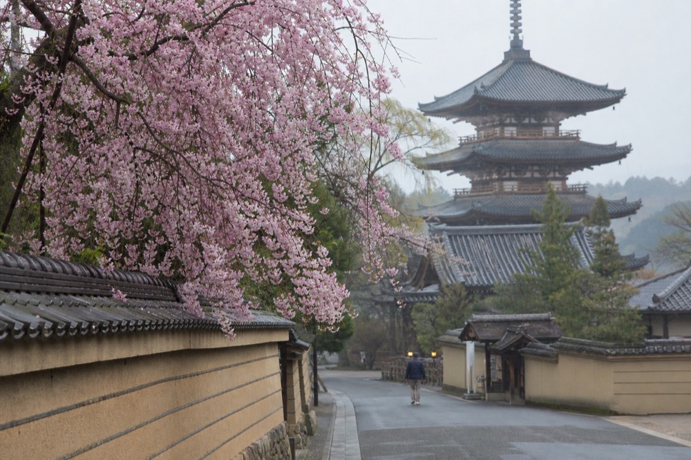 Cherry blossom branches framing a view of temple rooftops in morning light