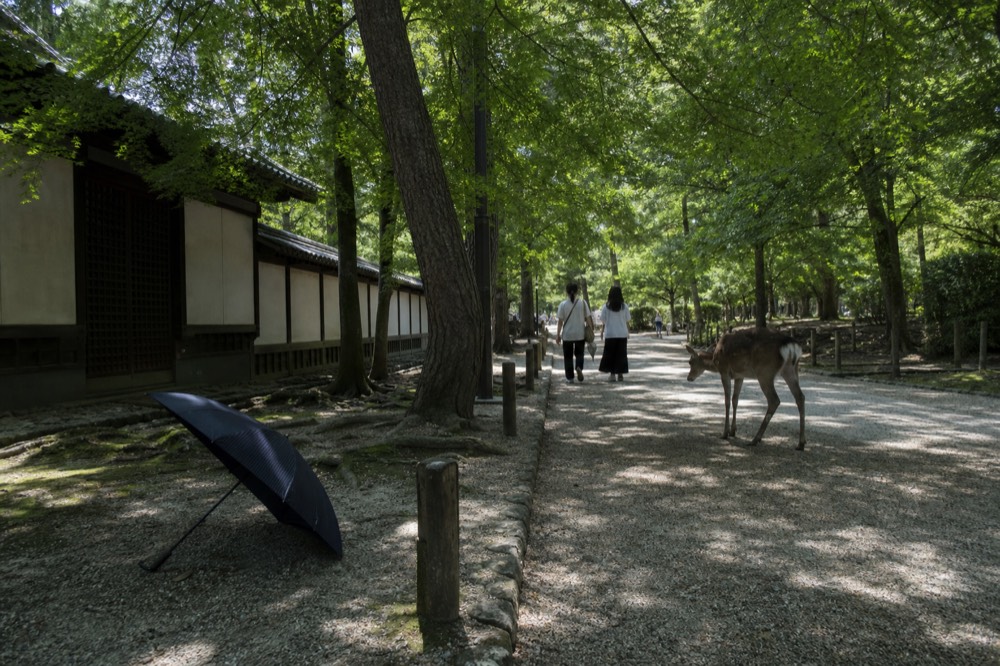 Dense green tree canopy casting shade over a gravel path on a bright summer day