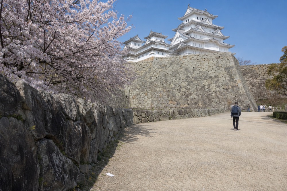 Himeji Castle's white main keep rising above a stone wall with cherry trees in the foreground