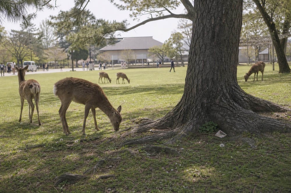 A wide park lawn with scattered deer grazing near tall trees