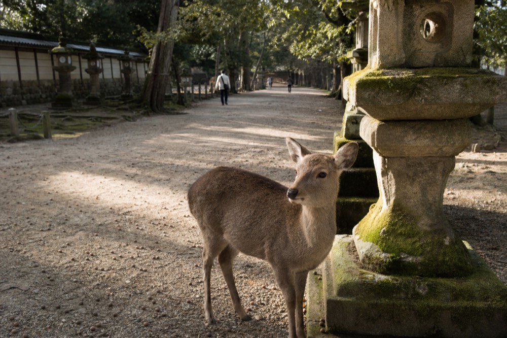 A young deer standing on a gravel path beside a stone lantern