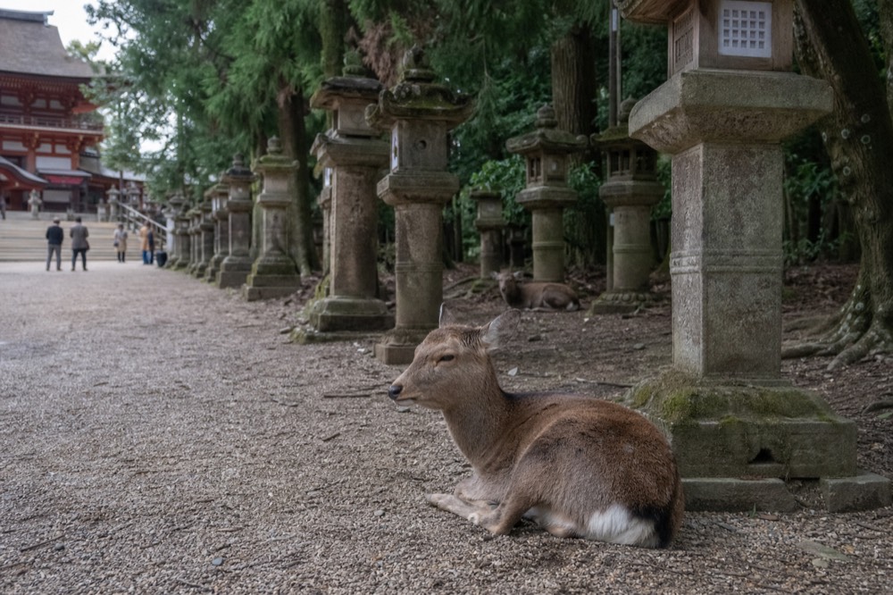 Deer resting beside a stone lantern on the approach to Kasuga Taisha