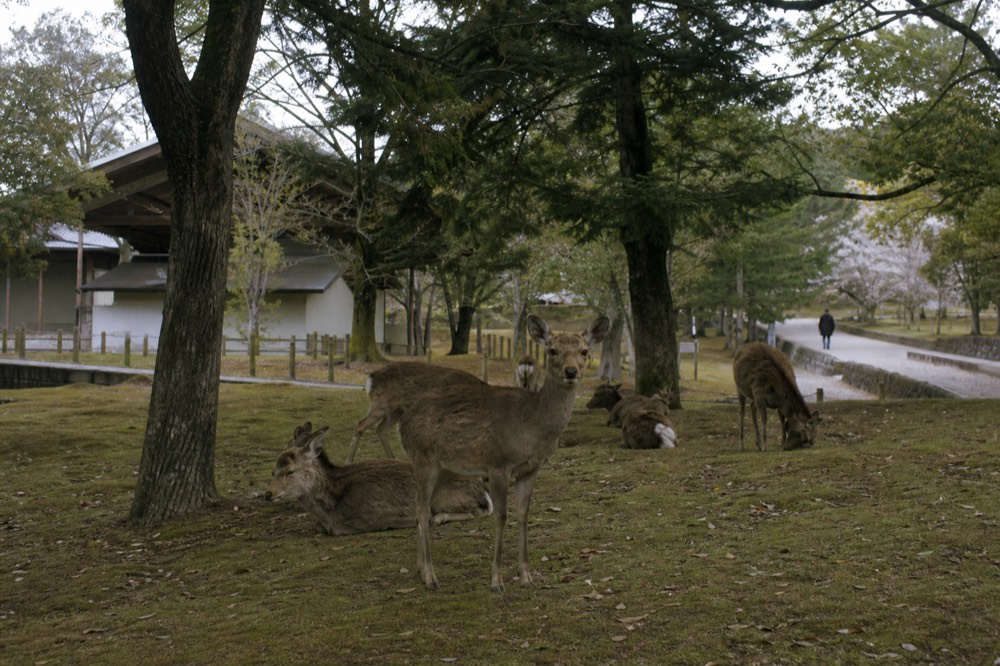 Deer standing and resting on grass beneath tall trees in Nara Park