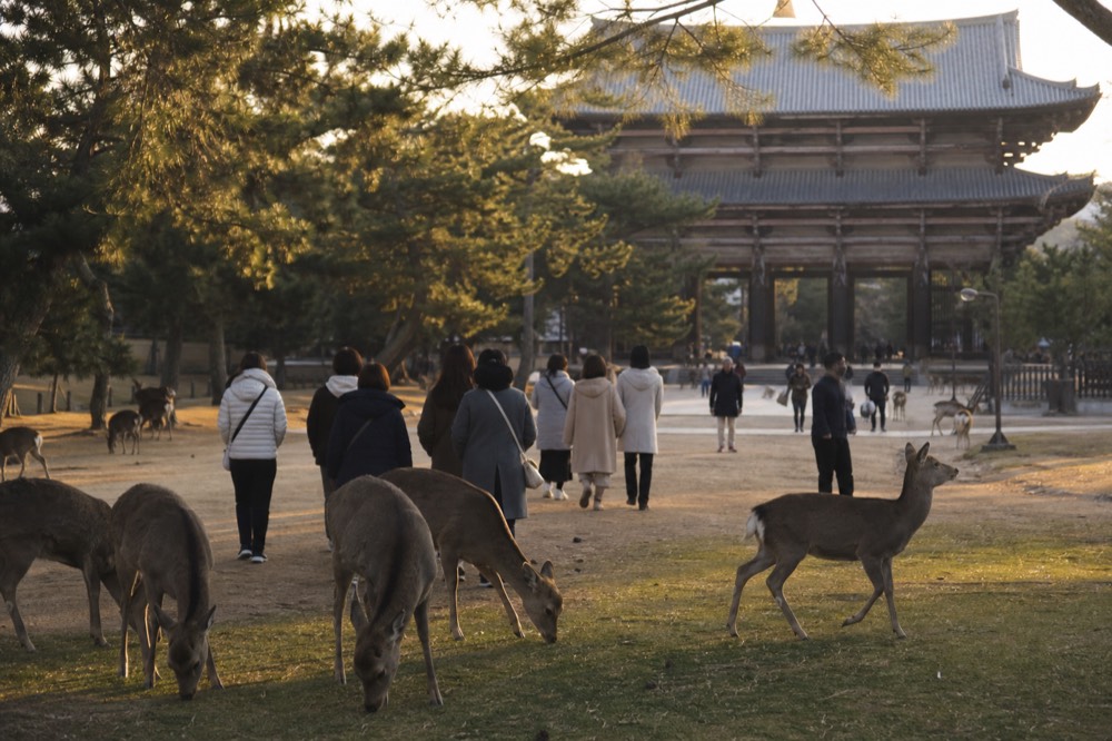 A tour group walking through Nara Park with deer grazing in the foreground
