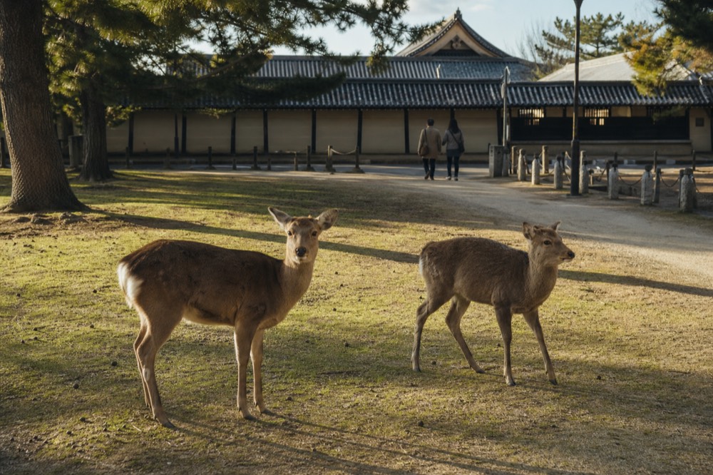 Deer standing on a grassy field beside a wooded park in Nara