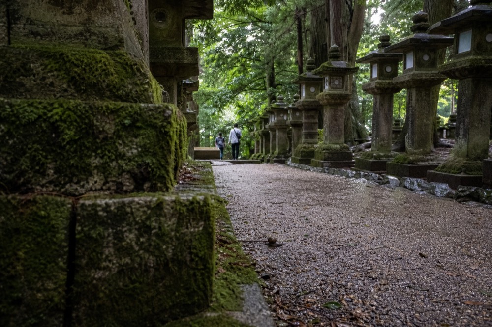 Rows of moss-covered stone lanterns lining a path through cedar forest