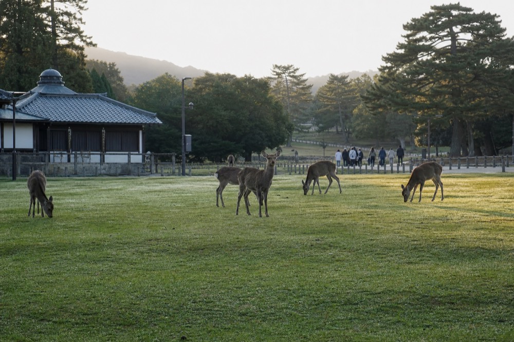 Deer standing on a wide open park lawn in morning light